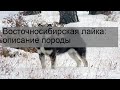 Восточносибирская лайка: описание породы