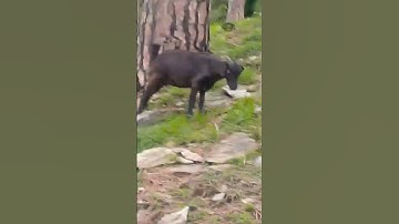 Thumbnail of Nature#s view#pahadi song#uttrakhand #viral