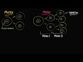 Сравнение митоза и мейоза (видео 5)| Деление Клетки | Биология