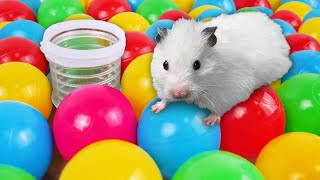 Hamster Maze with Rainbow Balloons | DIY Hamster Maze