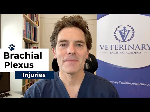 Brachial Plexus Injuries - Canine Rehabilitation