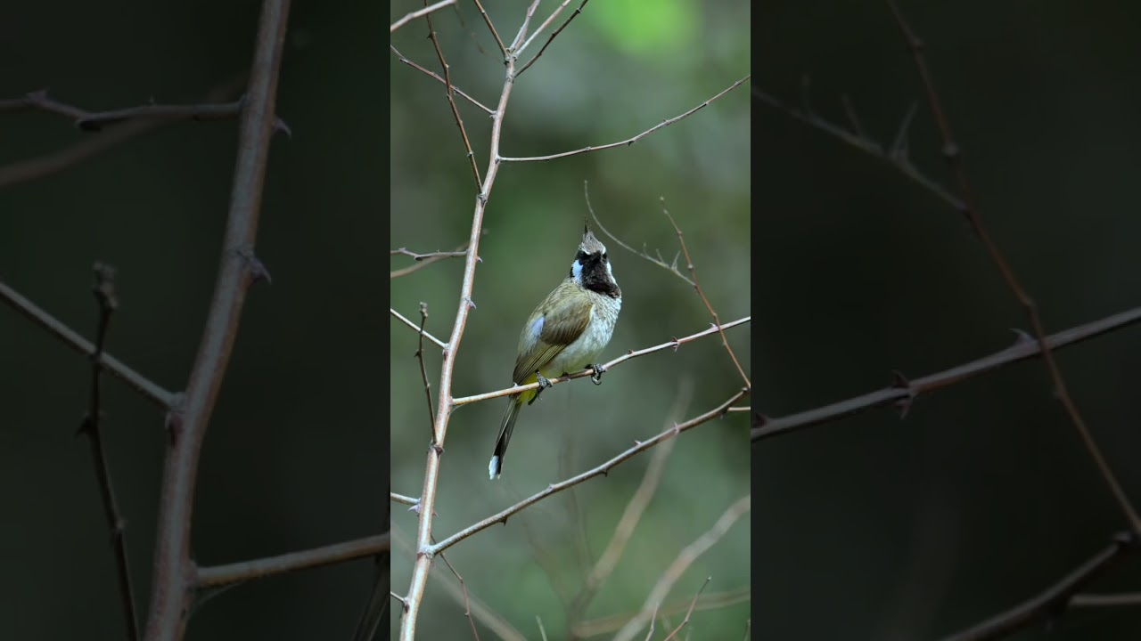 Himalayan Bulbul – The Songbird of the Mountains