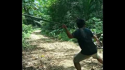 berburu babi hutan hanya menggunakan tombak, dayak kalimantan #short