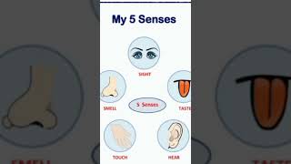 5 senses organ #sense #organ #bodyparts