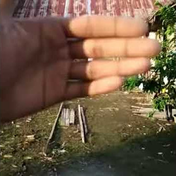 BETET JAWA (PSITTACULA ALEXANDRI) FTM PERDANA OUTDOOR