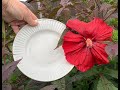 Midnight marvel hibiscus first bloom  favorite hobby gardener