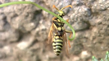 Wasp grooming itself