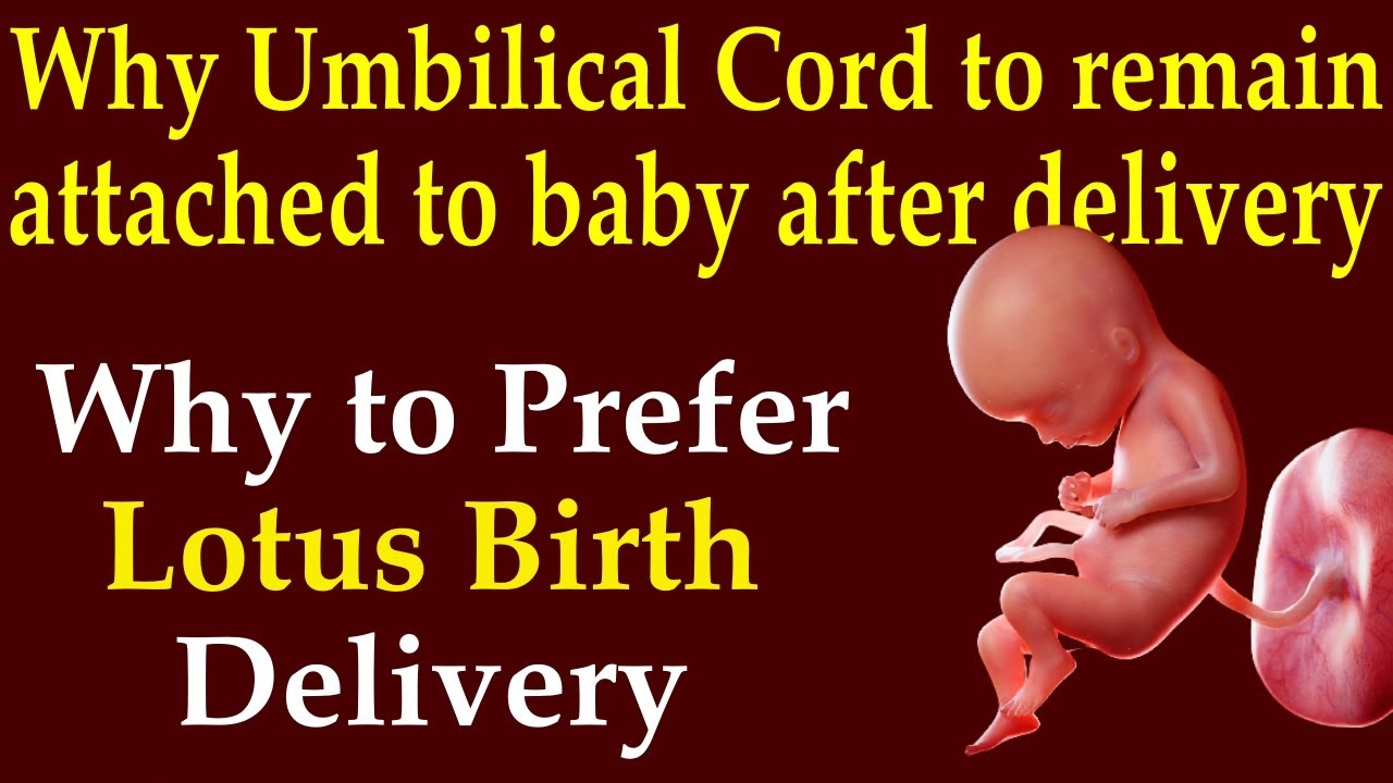 Why Umbilical cord to remain attached to baby after delivery for some time  | Lotus Birth Benefits - YouTube