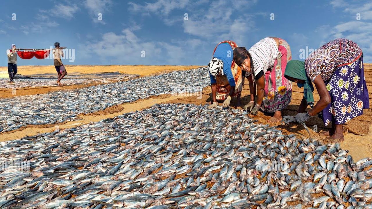 Kamachchodi dry Fish Fair/කාමව්චෝඩේ කරවල පොළ  @DUSHI-dd 🐋🦈🐬🐟