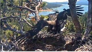 SANDY JUMPS OVER LUNA & CRASHES ON NEST⚠️ SIBLING SPAT AFTERWARDS! CAM SELFIES & HEAD TILTS FOBBVCAM