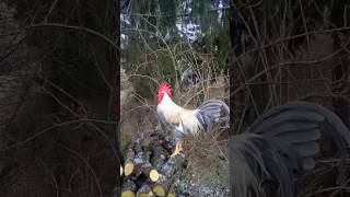 Petelin Isabella Orange