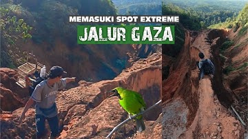 MIKAT CUCAK IJO MINI MEMASUKI SPOT EXTREME BUKIT BARISAN SUMATERA