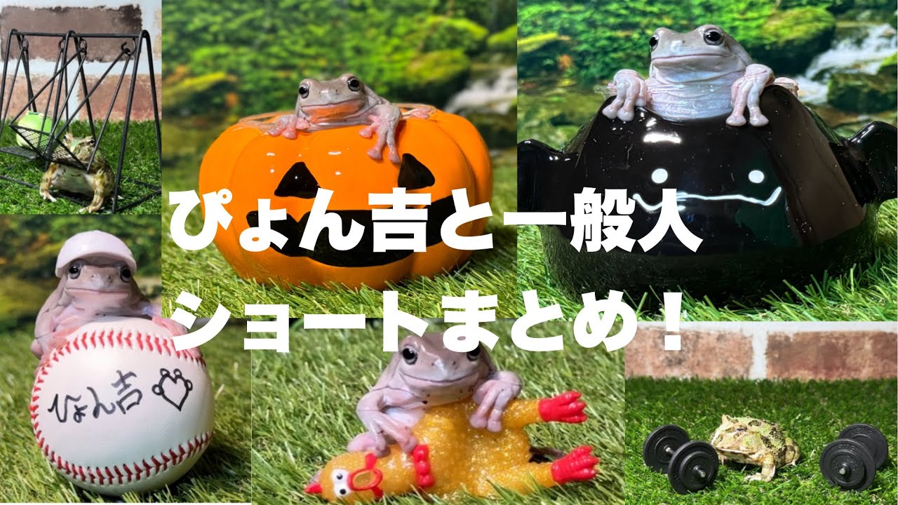 ぴょん吉と一般人ショートまとめ 9月編！ - YouTube