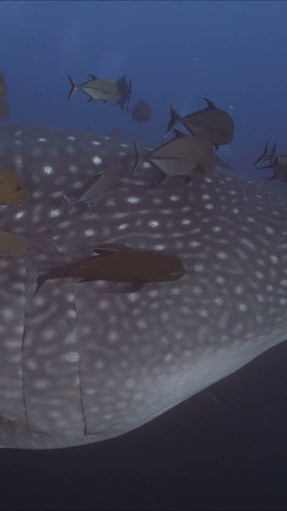 Massive whaleshark passes diver at Roca Partida, Mexico #shark #underwater #scubadiving