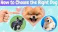 Pet Ownership: A Comprehensive Guide to Choosing the Right Companion ile ilgili video