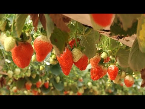 فيديو: زراعة محاصيل التوت. الجزء 2
