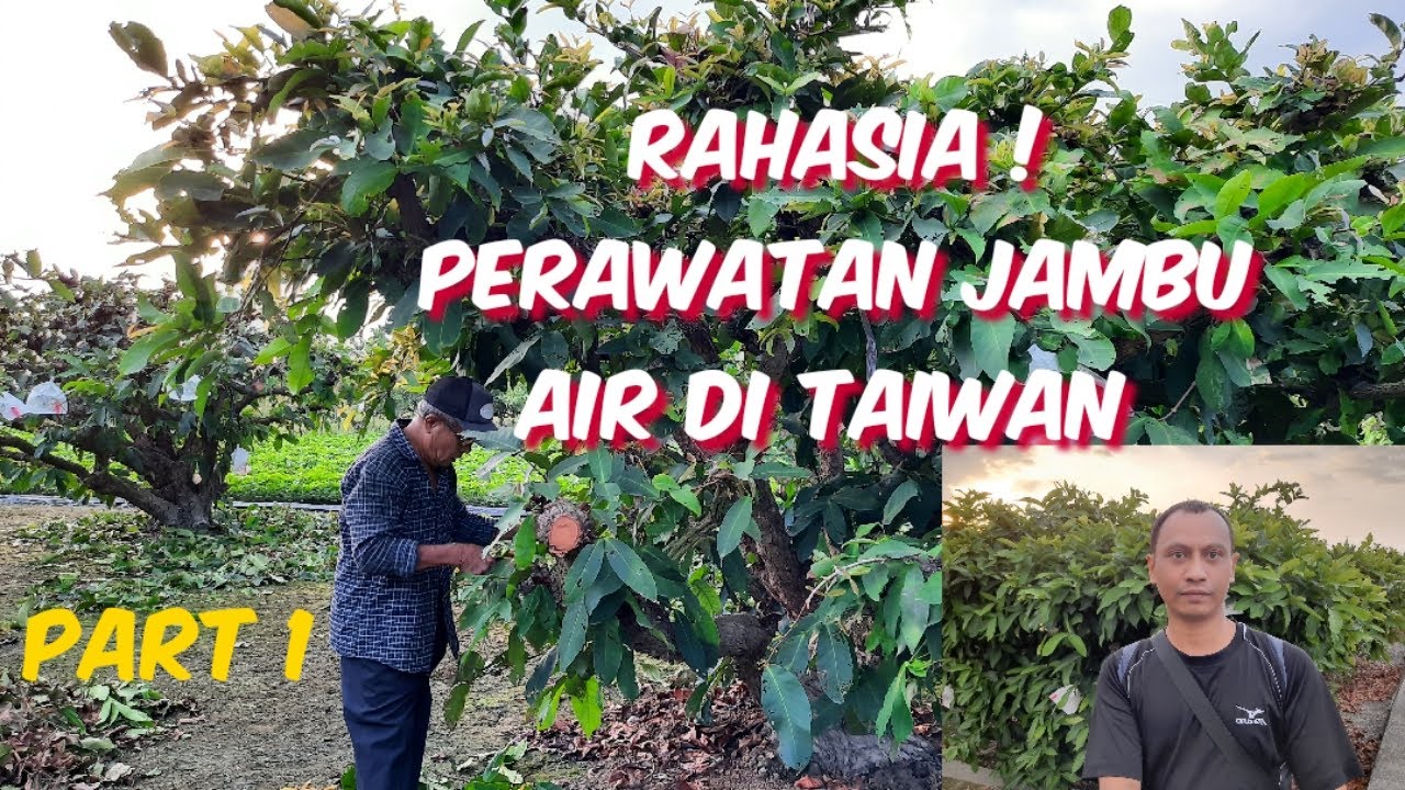 Rahasia Perawatan Jambu Air Di Taiwan || The secret of wax apple care in Taiwan || Part 1
