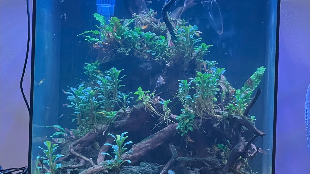 Fish house tour - YouTube