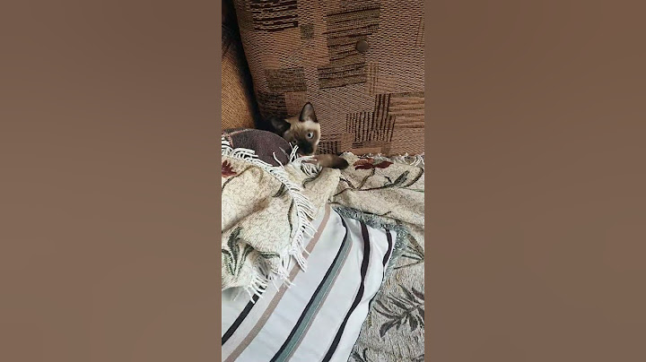 CAT MISSILE INCOMING! 🚀🐱