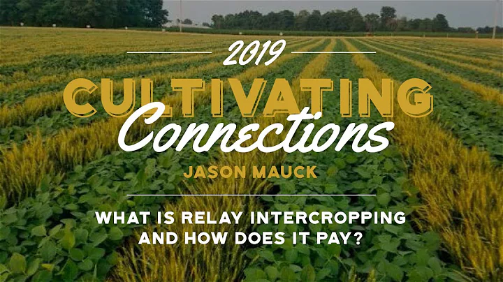 Jason Mauck - What is relay intercropping and how ...