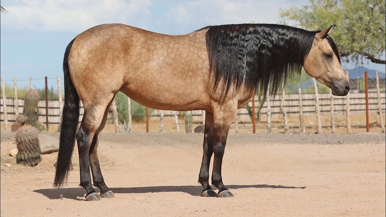 #45 Dun A Snip O Whizkey offered by Mozaun & Sarah McKibben @Premier Horse Sale