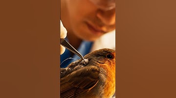 Common Swift Bird 10th month flying 😵 #shorts