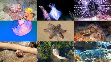 Động vật biển bằng tiếng Anh cho trẻ em (có video)