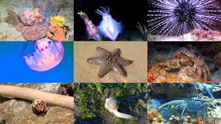 Sea Animals Pronunciation for Children (with videos)