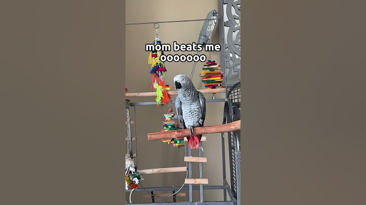 Just sit back pioneers 😅😂 mom beats me is back #africangrey #funnypets #gizmo