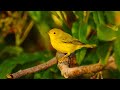 Morning Relaxing Music - Beautiful Relaxing Music, Meditation, Positive Energy, Stress Relief Music