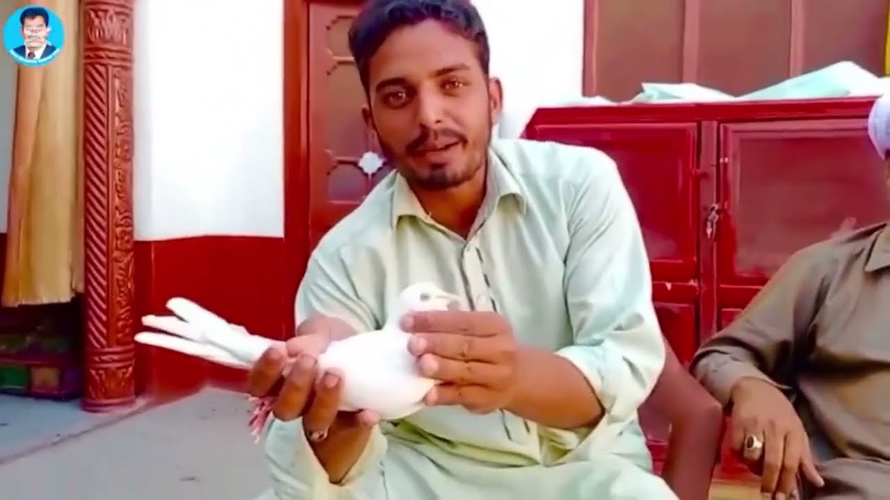 Please subscribe my YouTube channel from Rana pigeon and like my video and share the video