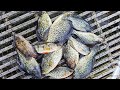 Spring crappie fishing in west wa  how to fish for crappie at fishing dock or boat launch