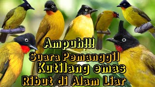 SUARA PIKAT AMPUH BURUNG KUTILANG EMAS RIBUT DI ALAM LIAR 💯% AUTO BERHASIL