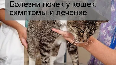 Болезни почек у кошек: симптомы и лечение