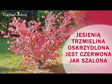 To już jesień gdy trzmielina oskrzydlona jest czerwona jak szalona!