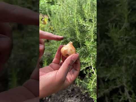Video: Svogūnėlių sodinimas į žemę – sužinokite, kaip giliai sodinti svogūnėlius