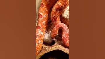 #cornsnake Time-lapse
