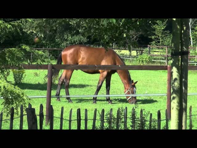 Prachtige paarden   1080p class=