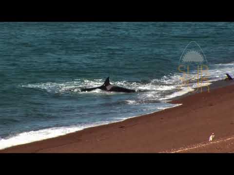 Porque las orcas no atacan a los humanos