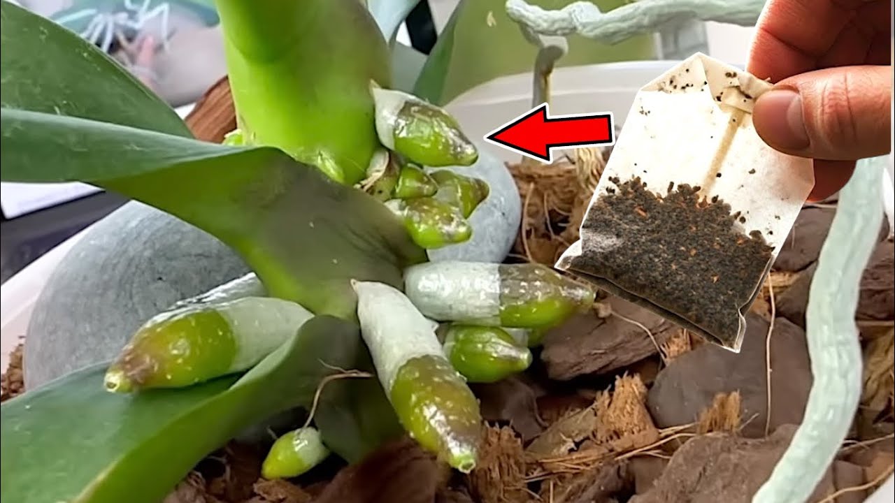 Невероятно! Удобрение своими руками, которое заставляет орхидеи расти как СУМАСШЕДШИЕ