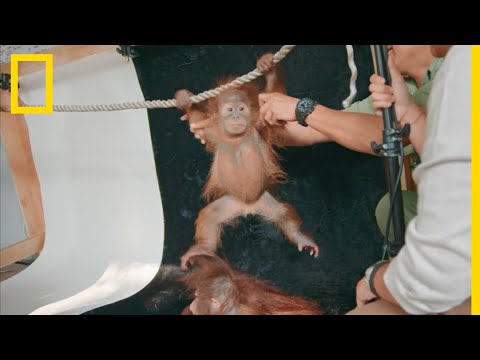 Vidéo: Pet Scoop: Un bébé orang-outan sauvé prospère, un boxeur Hero retiré du ventilateur