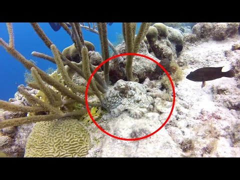 Shapeshifting Camouflaging Octopus "GoPro Diving" (Polpi mimetici)