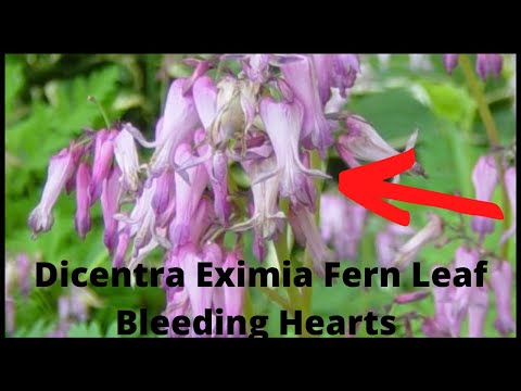 Vidéo: Can You Grow Bleeding Heart From Seeds - Comment faire pousser un Bleeding Heart From Seeds