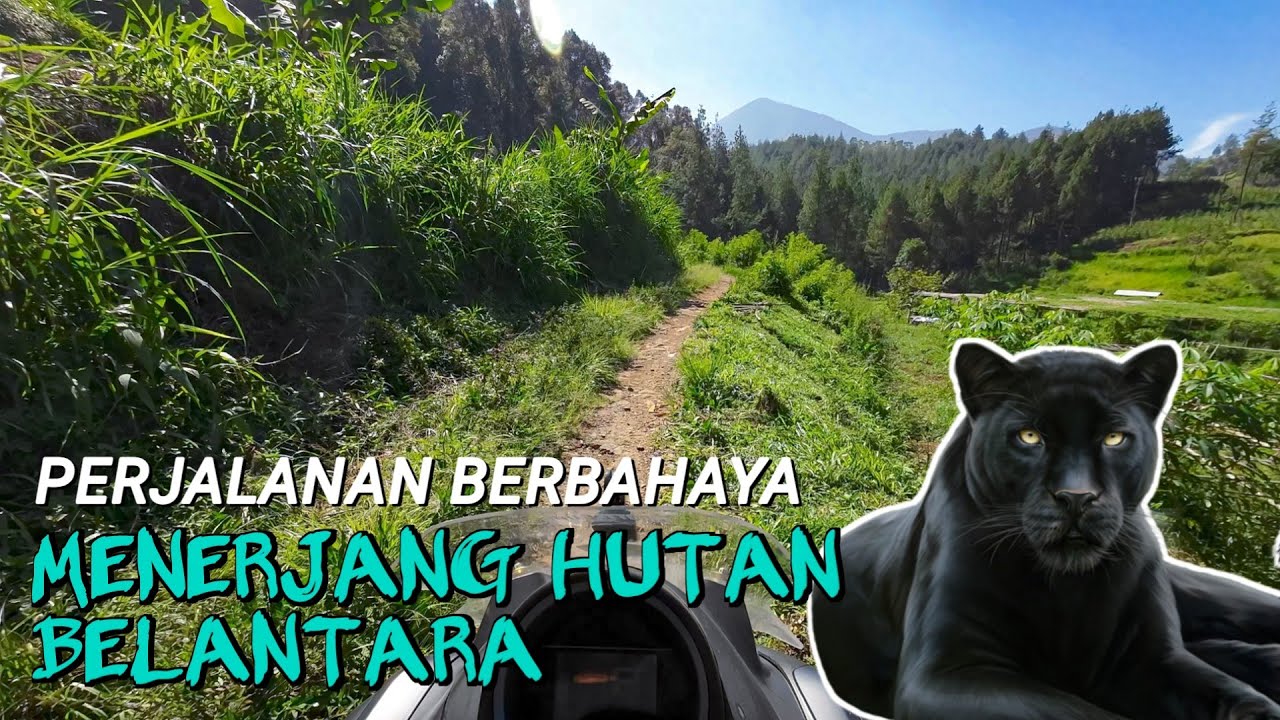 Banyak HEWAN LIAR !!  Jalan Tercepat Gambung Ke Banjaran Via Pasir Khiyang