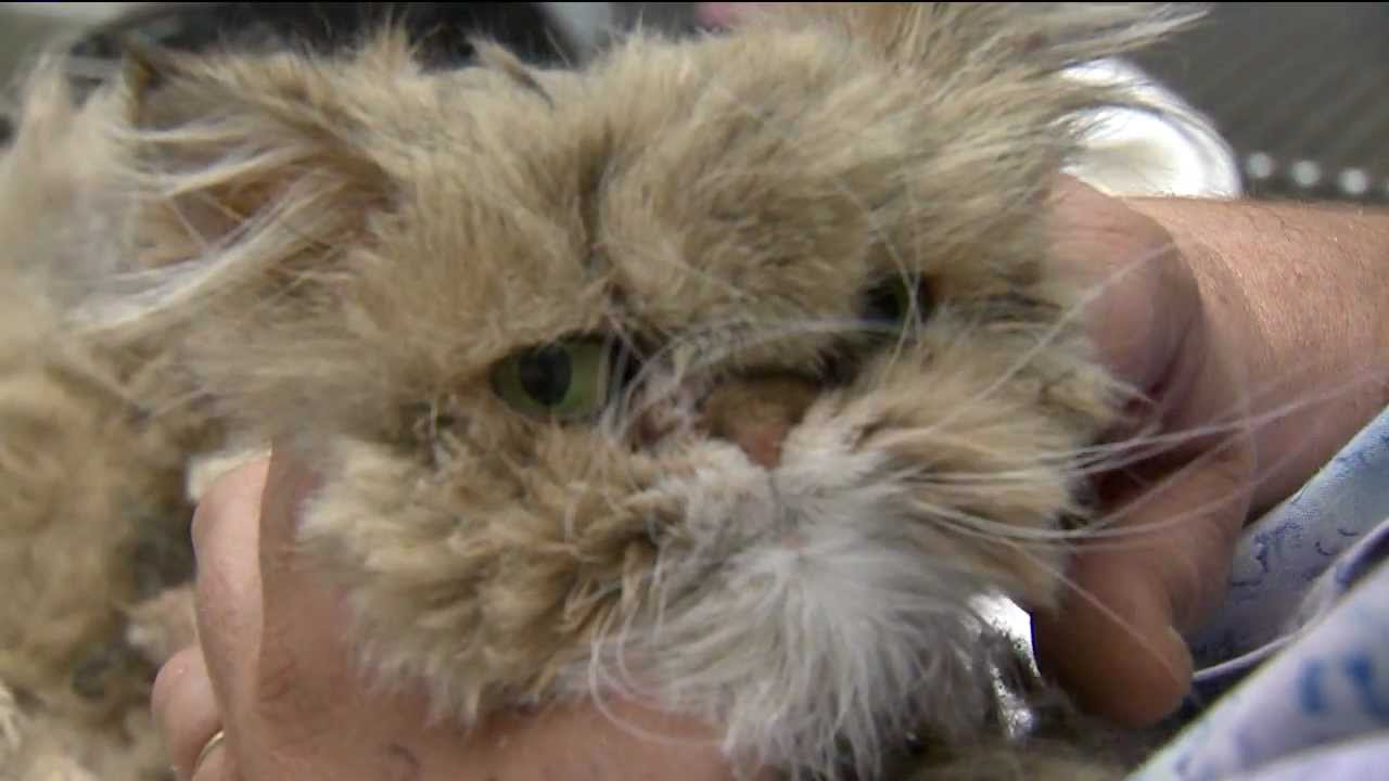 Neglected Cat Get Helps