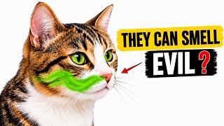 Bagaimana Kucing Mengenali Kejahatan | 12 Tanda Diam