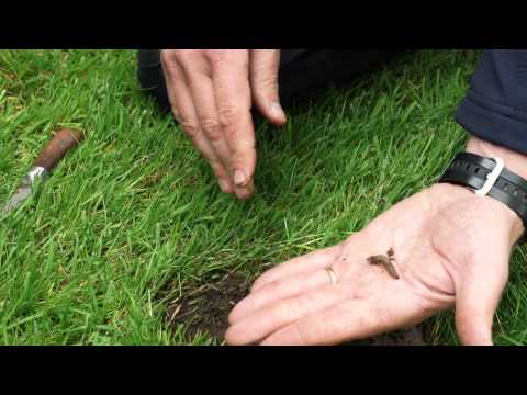 Video: What Are Leatherjacket Insects - Tips On Leatherjacket Grub Control