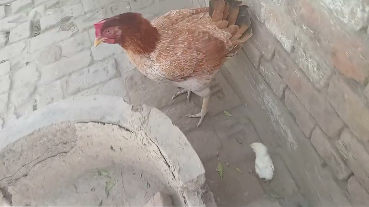 Humne chuche Bal chhode