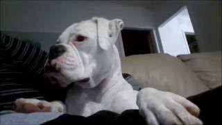 There's no need to fear white boxer is here! lol