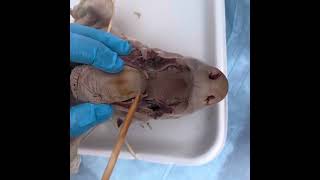 Pig Dissection Video July 2, 2025